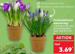Kaufland Zwiebelpflanze mehrfarbig Angebot