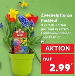 Kaufland Zwiebelpflanze Festival Angebot