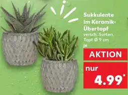 Kaufland Sukkulente im Keramik Übertopf Angebot