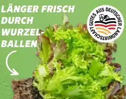 Kaufland Salat Multicolor Angebot