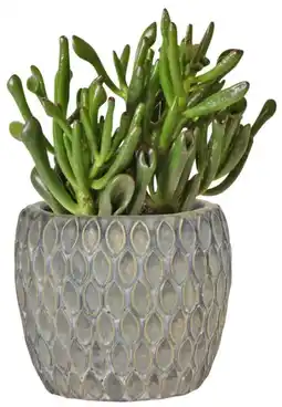 Kaufland Sukkulenten Angebot