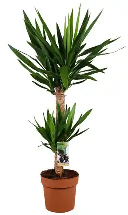 Kaufland Grünpflanzen XL Angebot