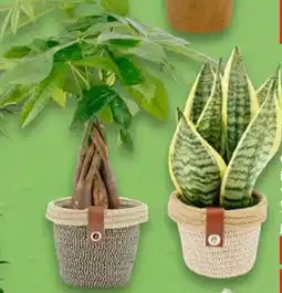 Kaufland Grünpflanzen Angebot