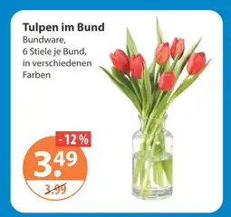 V Markt Tulpen im bund Angebot