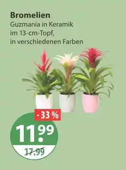 V Markt Bromelien Angebot