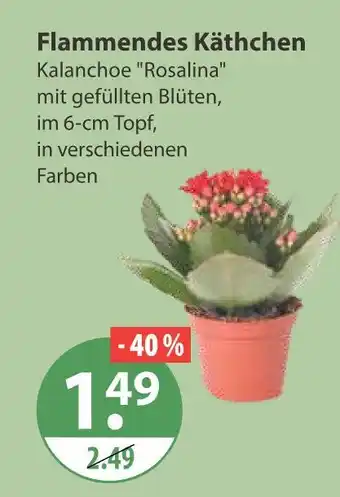 V Markt Flammendes käthchen Angebot