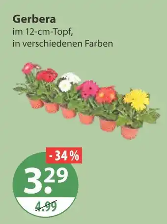 V Markt Gerbera Angebot