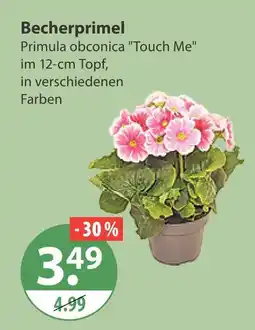 V Markt Becherprimel Angebot