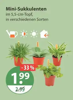 V Markt Mini-sukkulenten Angebot