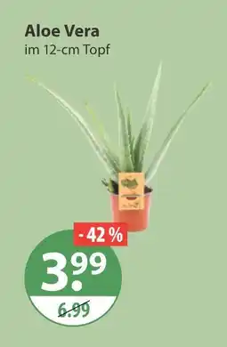 V Markt Aloe vera Angebot
