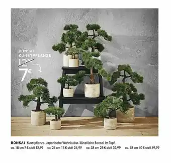 Kibek Bonsai Angebot