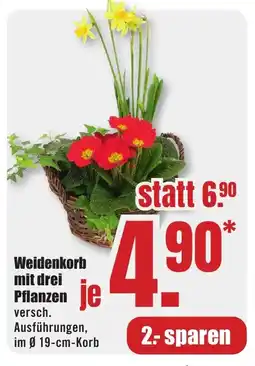 B1 Discount Baumarkt Weidenkorb mit drei Pflanzen Angebot