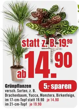 B1 Discount Baumarkt Grünpflanzen Angebot