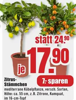 B1 Discount Baumarkt Zitrus- Stämmchen Angebot