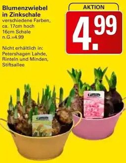 WEZ Blumenzwiebel in Zinkschale Angebot