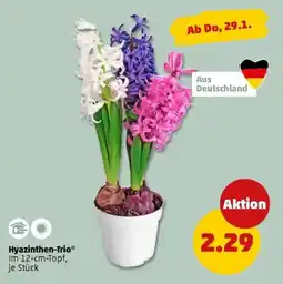 PENNY Hyazinthen-Trio Angebot