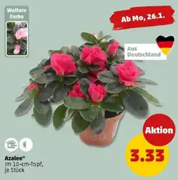 PENNY Azalee Angebot