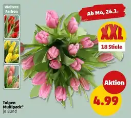 PENNY Tulpen Multipack Angebot
