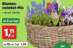Thomas Philipps Blumenzwiebel-Mix Angebot