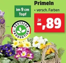 Thomas Philipps Primeln Angebot