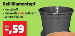 Thomas Philipps Geli Blumentopf Angebot