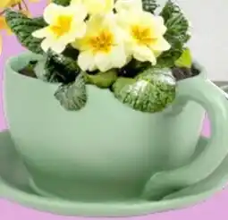 Thomas Philipps Blumentopf ,,Tasse" Angebot