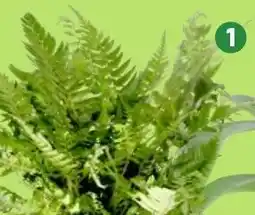 Thomas Philipps Grünpflanzen Angebot