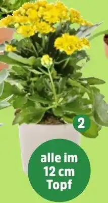 Thomas Philipps Kalanchoe Angebot