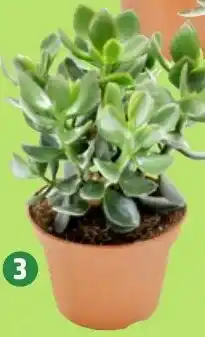 Thomas Philipps Crassula Angebot