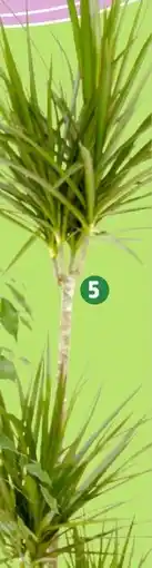 Thomas Philipps Drachenbaum Angebot