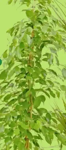 Thomas Philipps Ficus Angebot