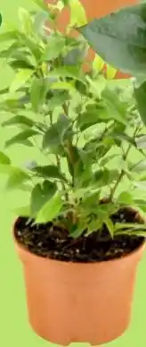 Thomas Philipps Ficus Natascha Angebot