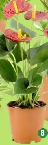 Thomas Philipps Anthurium Angebot