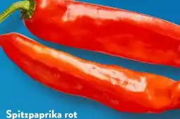 Aldi Süd Spitzpaprika Angebot