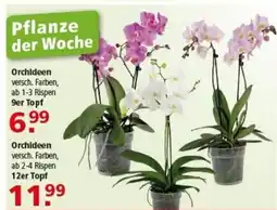 Multi Markt Orchideen Angebot