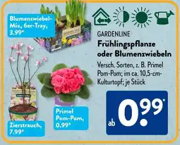 Aldi Süd GARDENLINE Frühlingspflanze oder Blumenzwiebeln Angebot