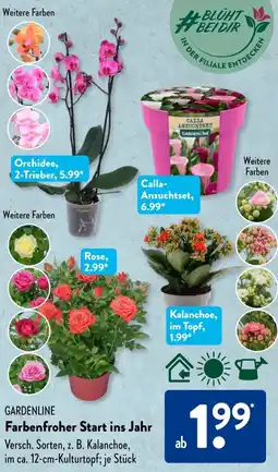 Aldi Süd GARDENLINE Farbenfroher Start ins Jahr Angebot