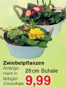 Jawoll Zwiebelpflanzen Angebot