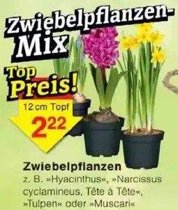 Jawoll Zwiebelpflanzen Angebot
