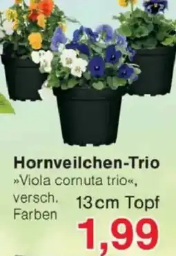Jawoll Hornveilchen-Trio Angebot