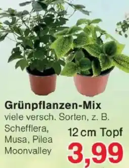 Jawoll Grünpflanzen-Mix Angebot