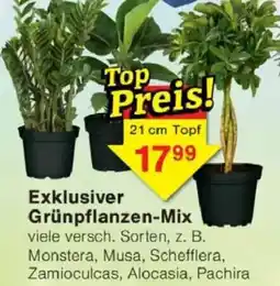 Jawoll Exklusiver Grünpflanzen-Mix Angebot