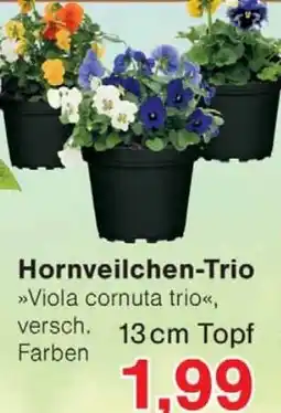 Wiglo Wunderland Hornveilchen-Trio Angebot