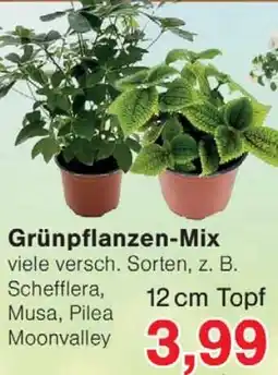 Wiglo Wunderland Grünpflanzen-Mix Angebot