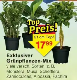 Wiglo Wunderland Exklusiver Grünpflanzen-Mix Angebot