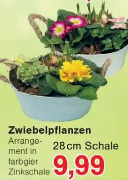 Wiglo Wunderland Zwiebelpflanzen Angebot