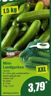 Norma Mini-Landgurken Angebot