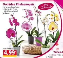 Norma Orchidee „Phalaenopsis“ Angebot