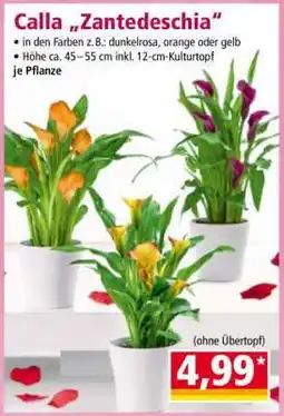 Norma Calla „Zantedeschia” Angebot