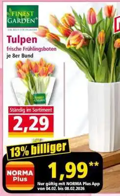 Norma Tulpen Angebot